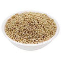 WHITE SORGHUM