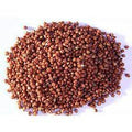 RED GREAT SORGHUM