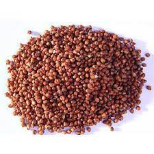 RED GREAT SORGHUM