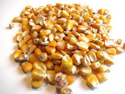 CORN(MAIZE)